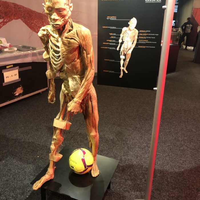 Bodies 2.0 exhibition installation: a standing anatomical model showcasing the digestive system, with a football at its feet.