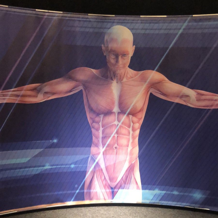 Bodies 2.0 installation: Banner showcasing the human musculature