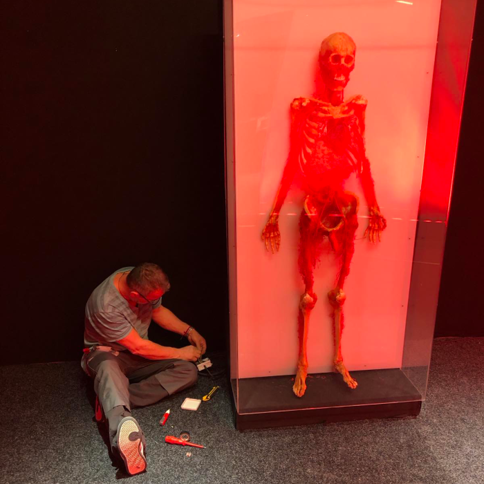A Stephoenix employee assembles a red-lit skeleton display case at the Bodies 2.0 exhibition.